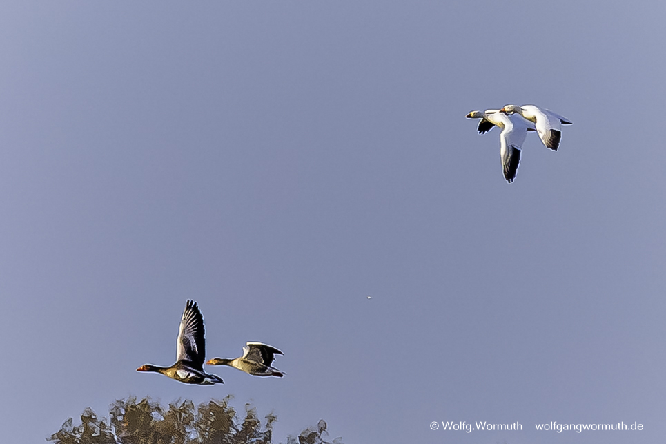 Schneegans am Gülper See. Sie brütet nicht hier, sie lebt in Nordamerika und ist hier bestimmt ein Gefangenschaftsflüchtling.