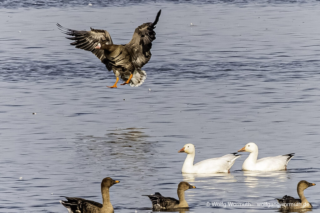 Schneegans am Gülper See. Sie brütet nicht hier, sie lebt in Nordamerika und ist hier bestimmt ein Gefangenschaftsflüchtling.