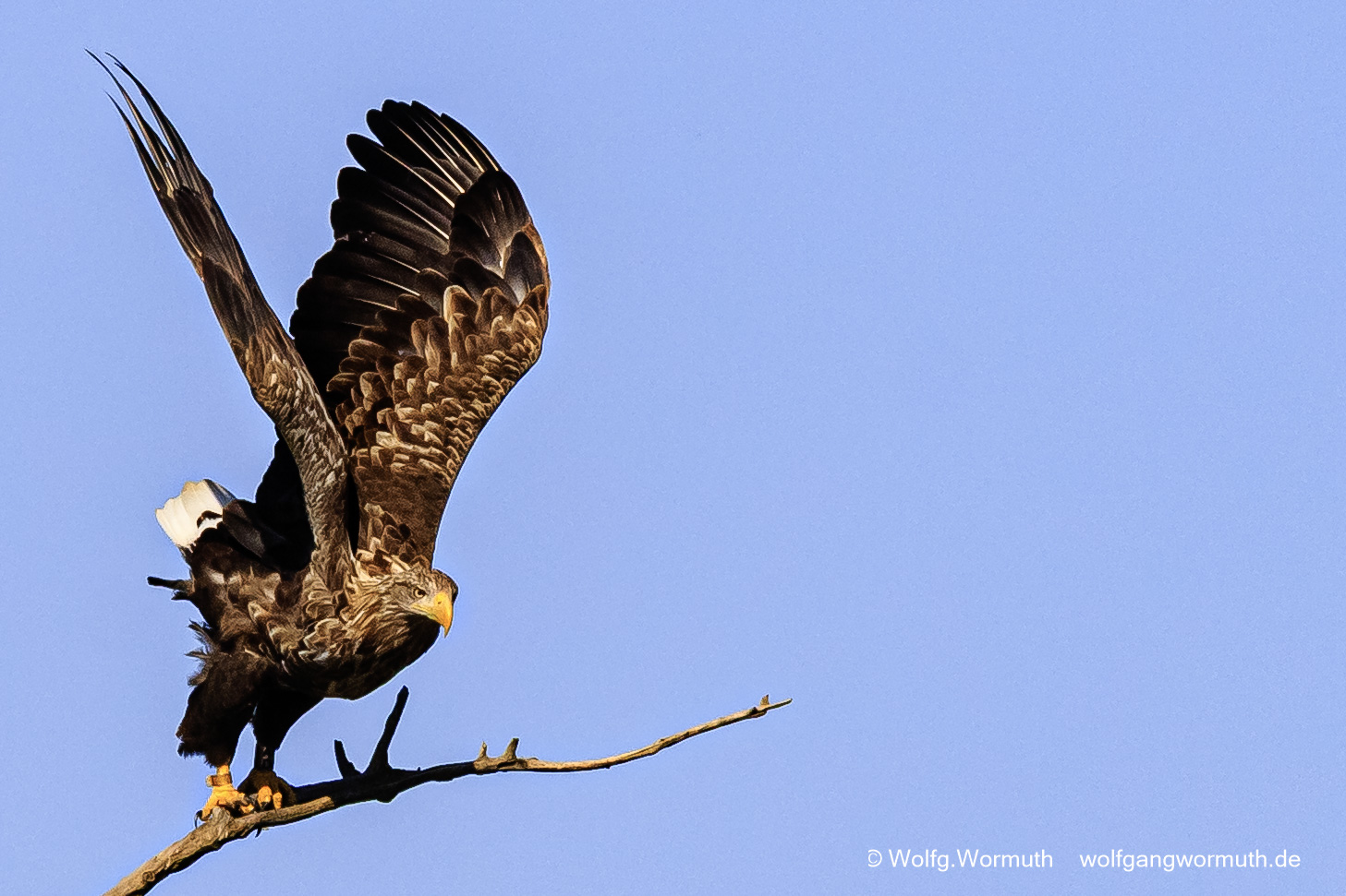 Seeadler beim losfliegen vom Baum an der an Havel bei Havelberg Brandenburg.