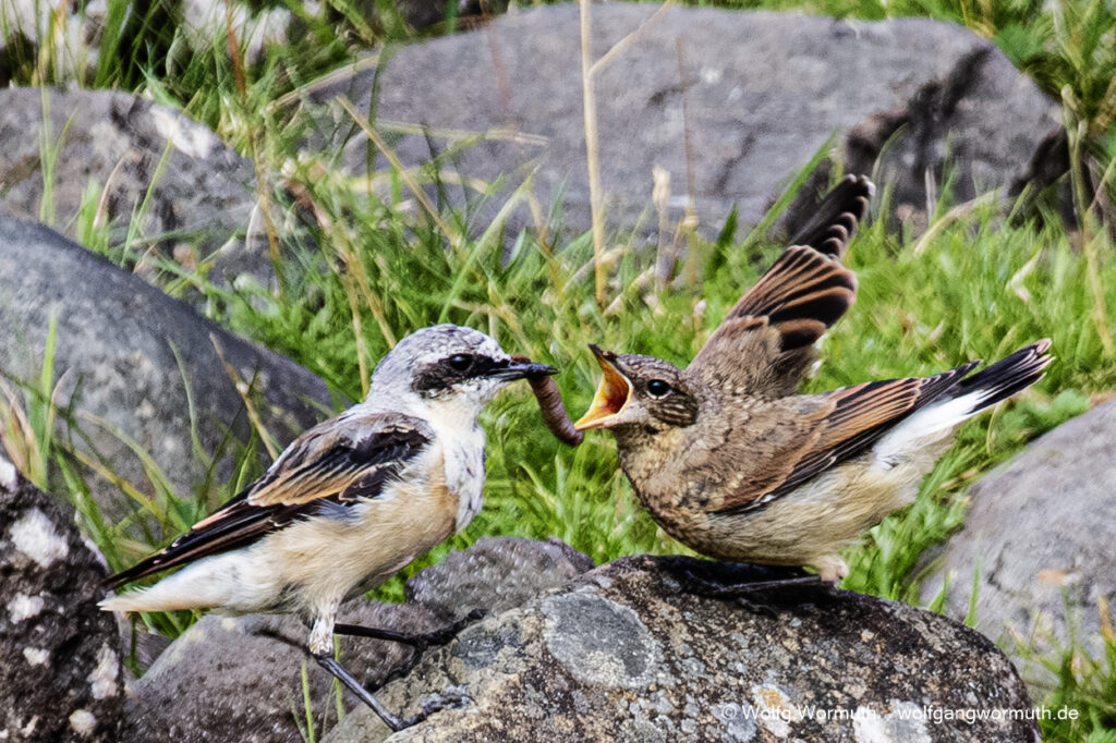 Steinschnäpper Junges wird gerade mit einem Wurm gefüttert. Skye Schottland.