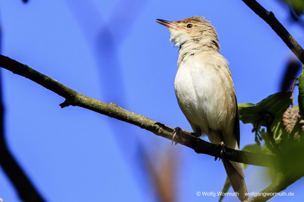 Sumpfrohrsänger im Busch am Tetzensee Brandenburg.