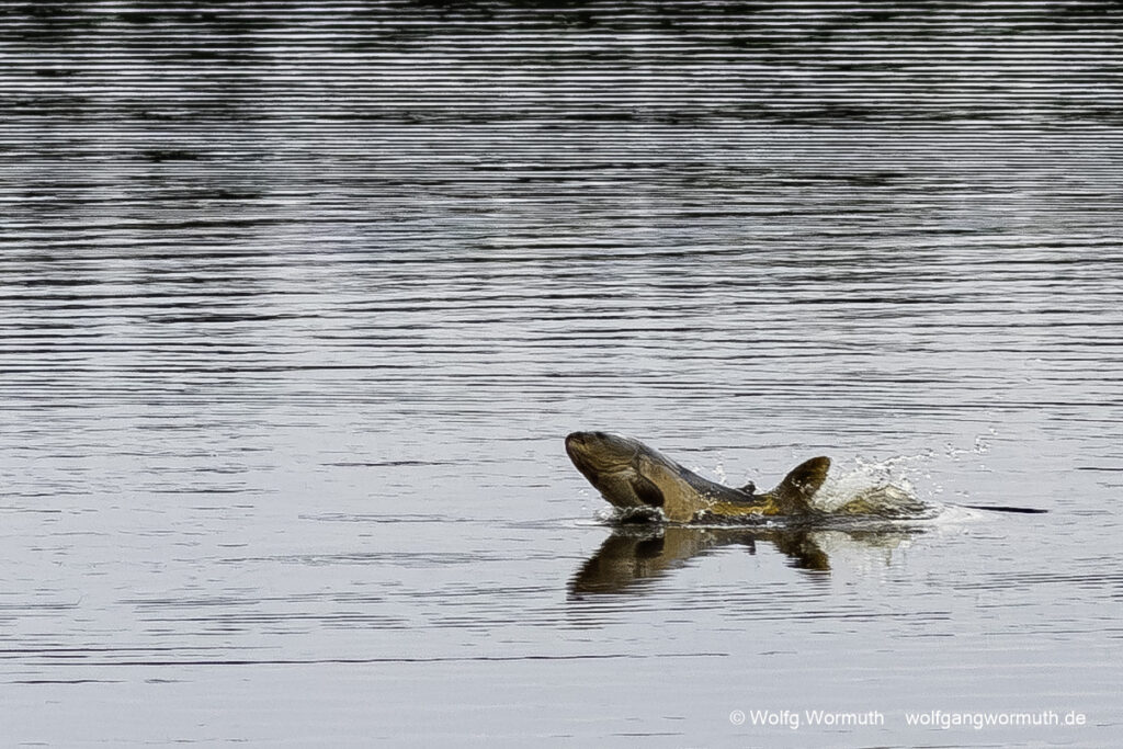 Springender Karpfen an den Euloer Teichen. Spree-Neiße-Forst. Karpfen springt über die Wasseroberfläche.