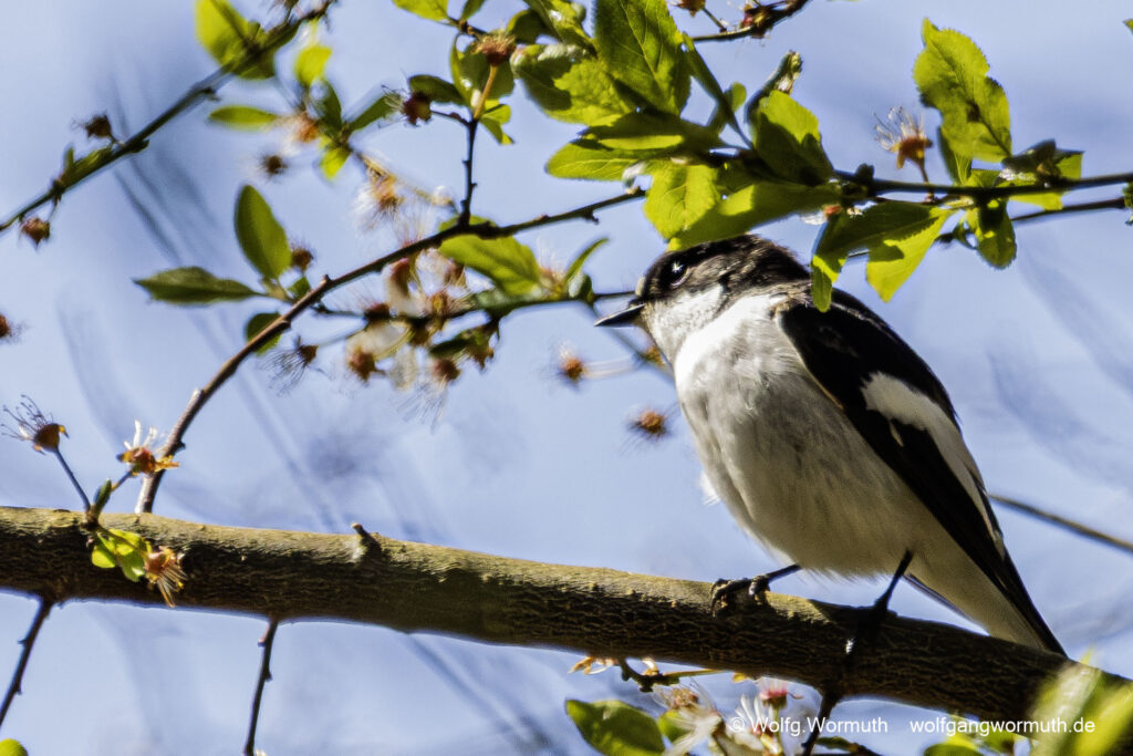 Trauerschnäpper im Baum. Brandenburg Deutschland.