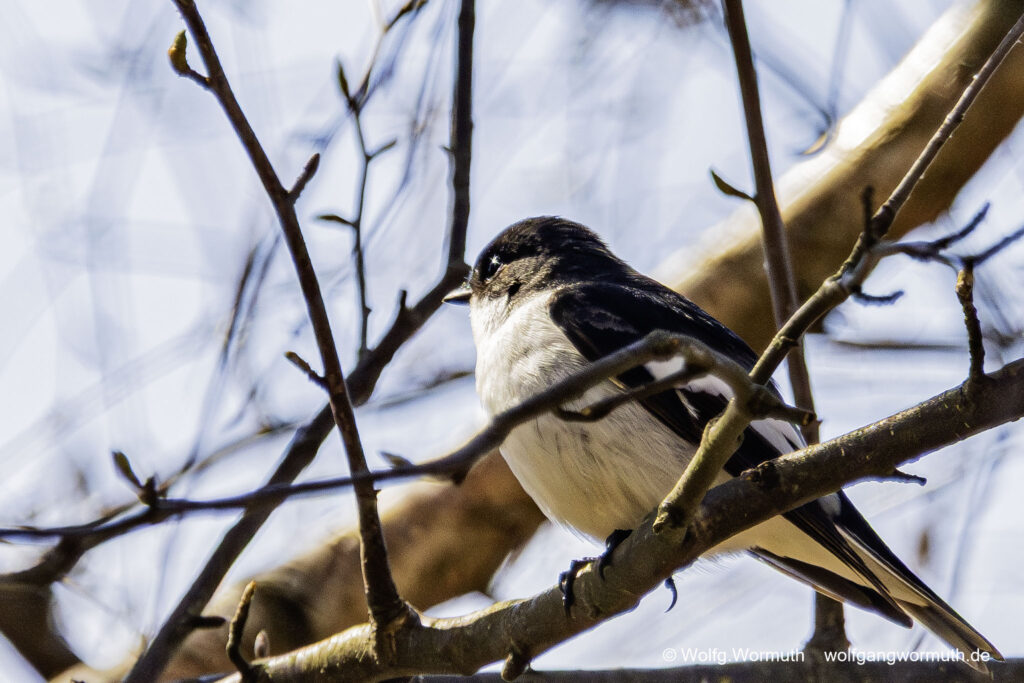 Trauerschnäpper im Baum. Brandenburg Deutschland.