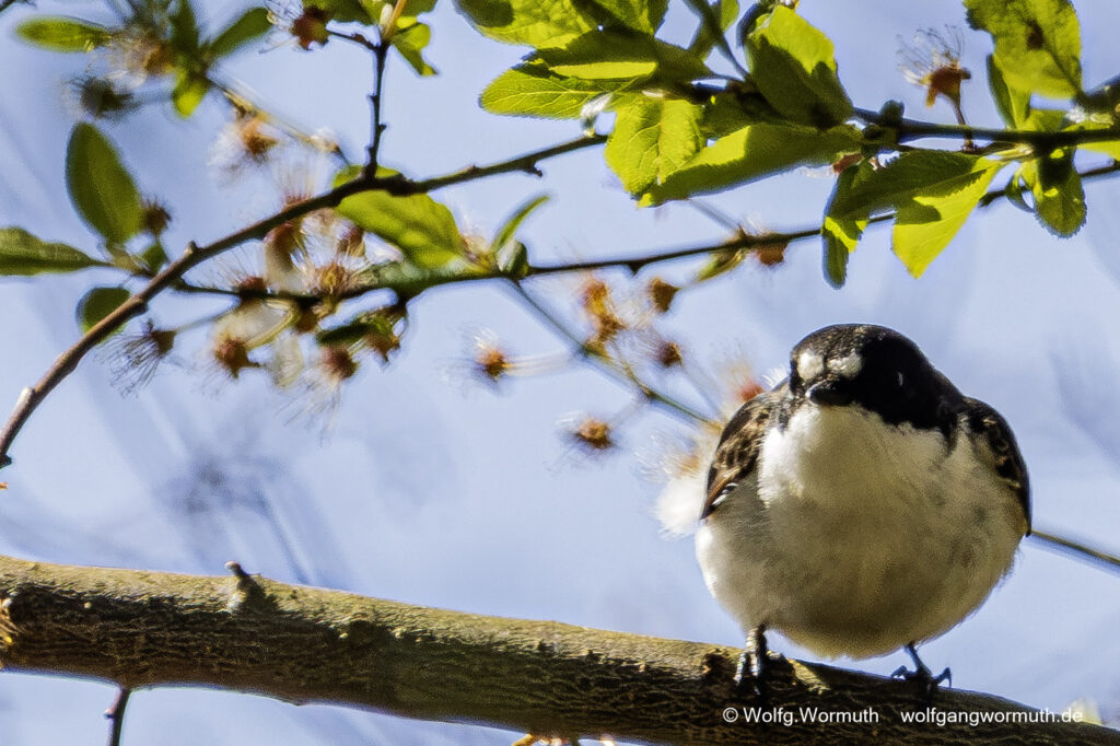 Trauerschnäpper im Baum. Brandenburg Deutschland.