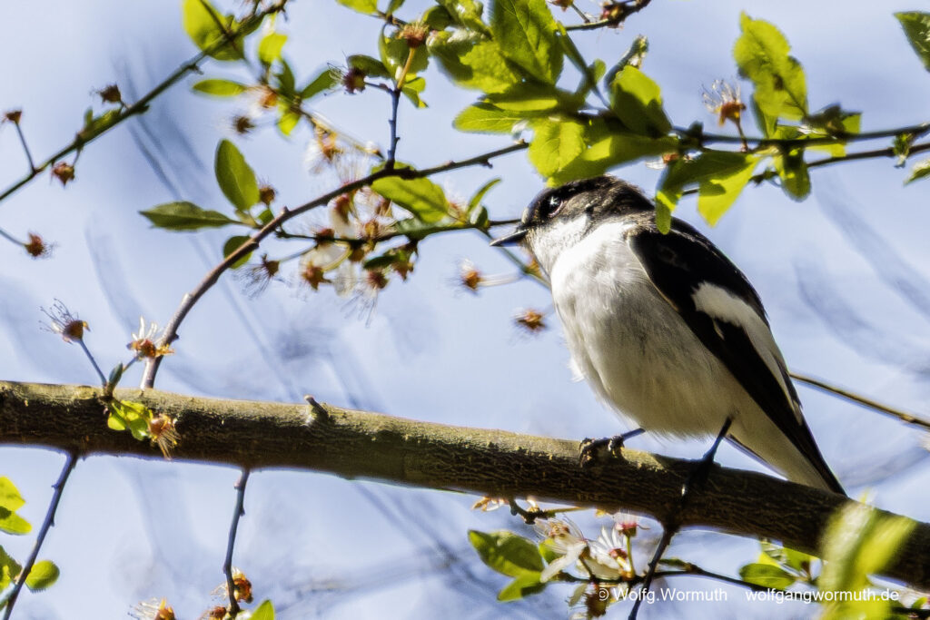 Trauerschnäpper im Baum. Brandenburg Deutschland.