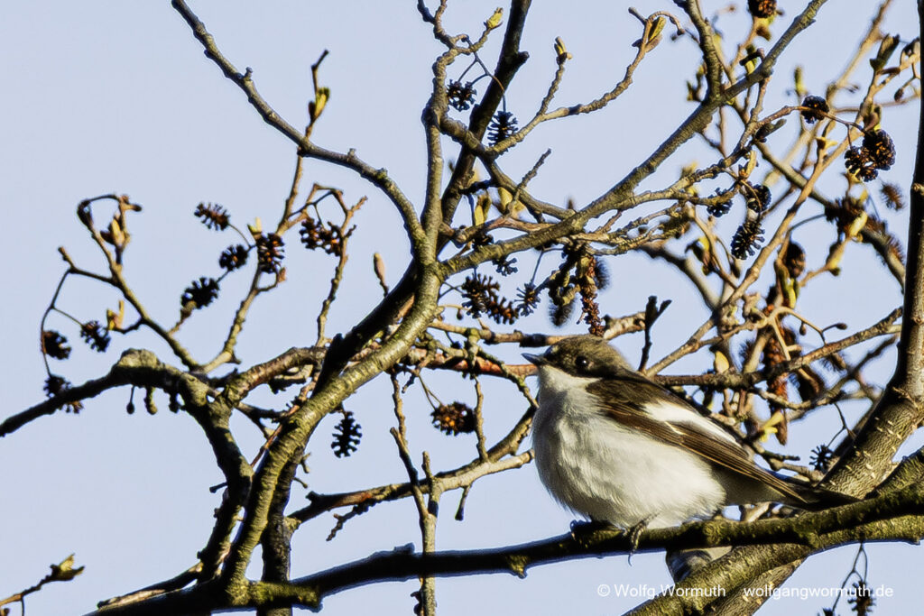 Trauerschnäpper Weibchen mit Prachtkleid im Baum. Brandenburg Deutschland.