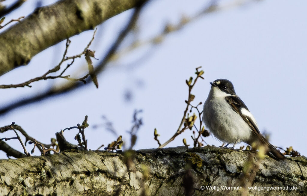 Trauerschnäpper im Baum mit Blick in die Kamera. Brandenburg Deutschland.