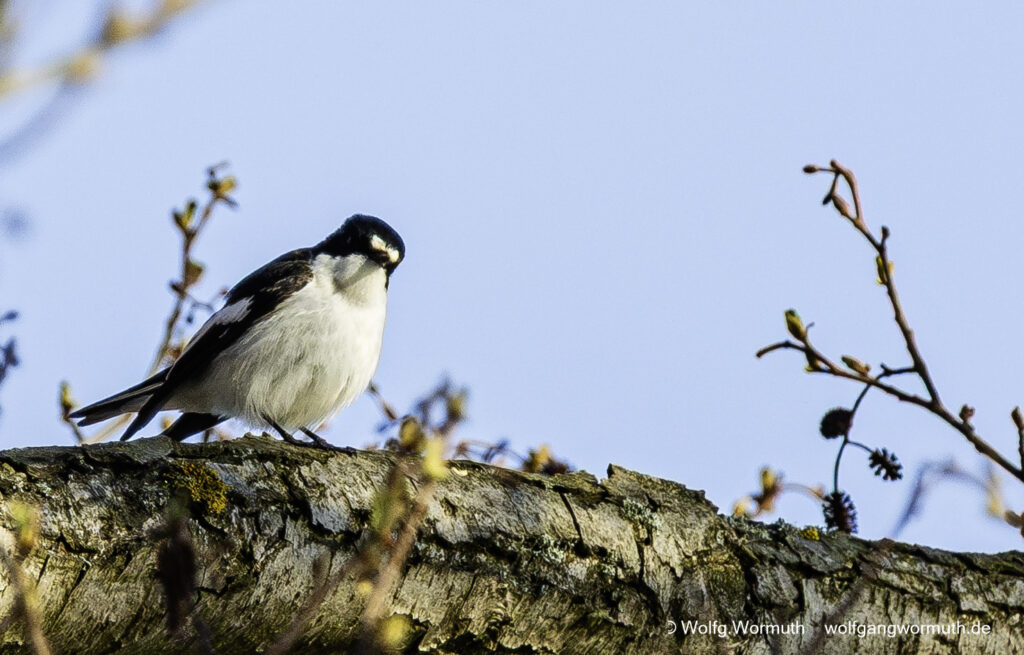 Trauerschnäpper Männchen mit Prachtkleid im Baum mit Blick in die Kamera. Brandenburg Deutschland.