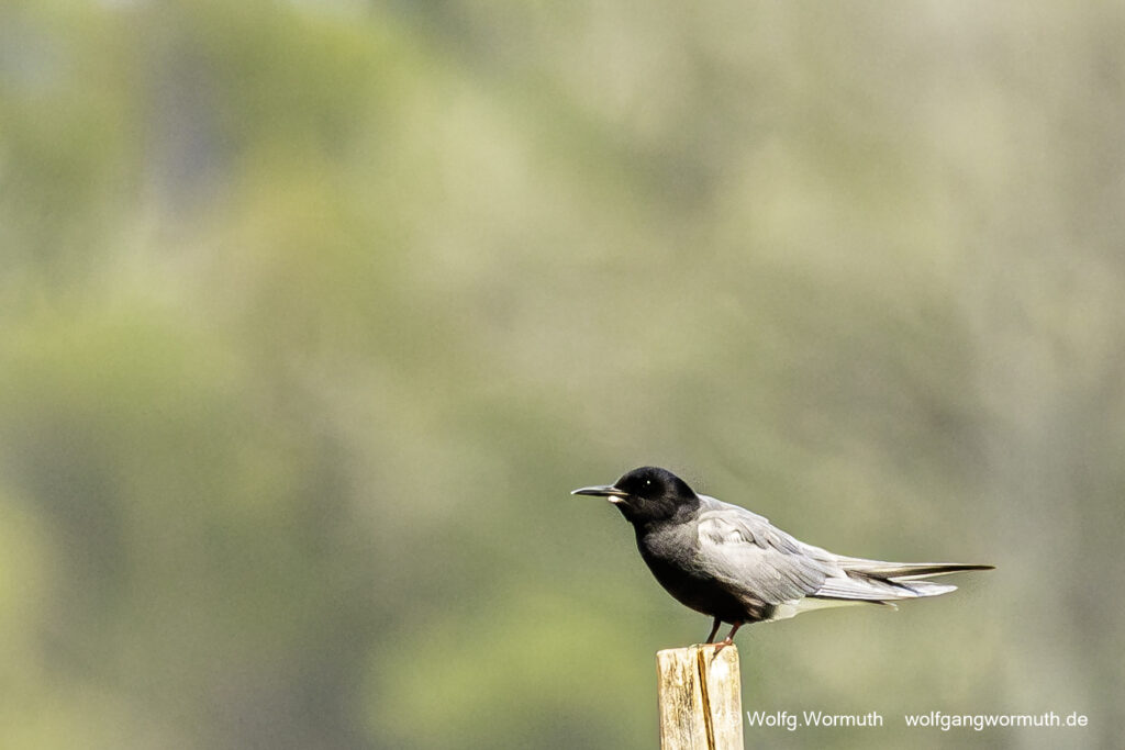 Trauerseeschwalbe auf einem Pfahl. Fahrlander See, Brandenburg.