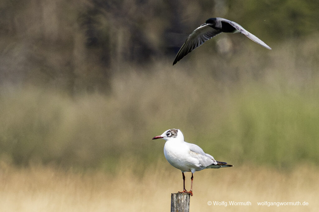 Trauerseeschwalbe verteidigt ihren Platz mit einem Schiss auf die Möwe. Fahrlander See, Brandenburg.