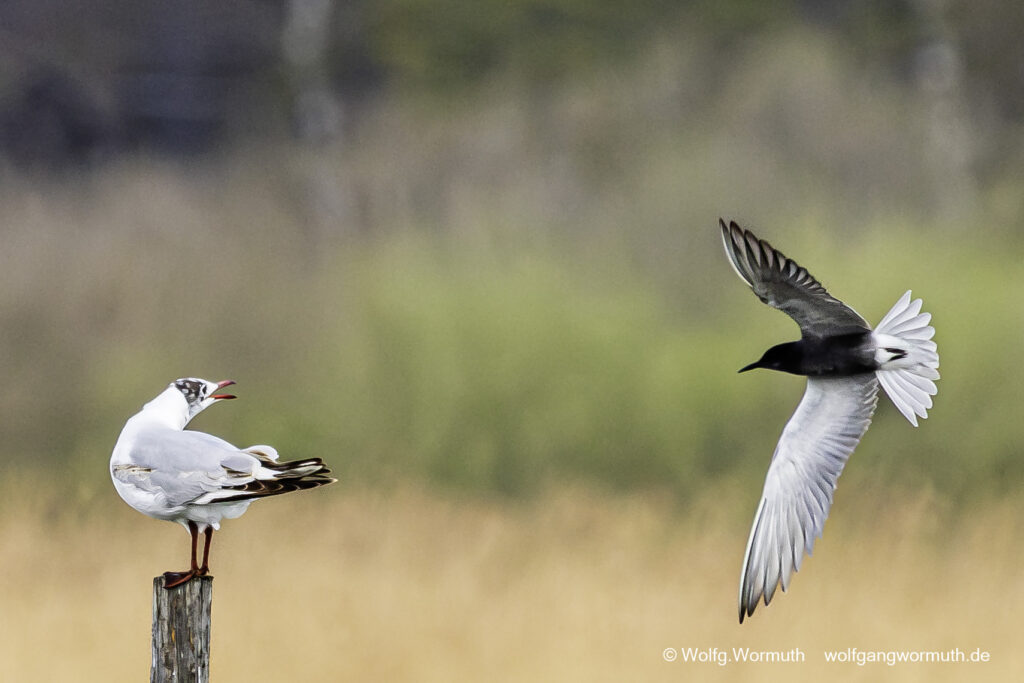 Trauerseeschwalbe Lachmöwe. Fahrlander See, Brandenburg.