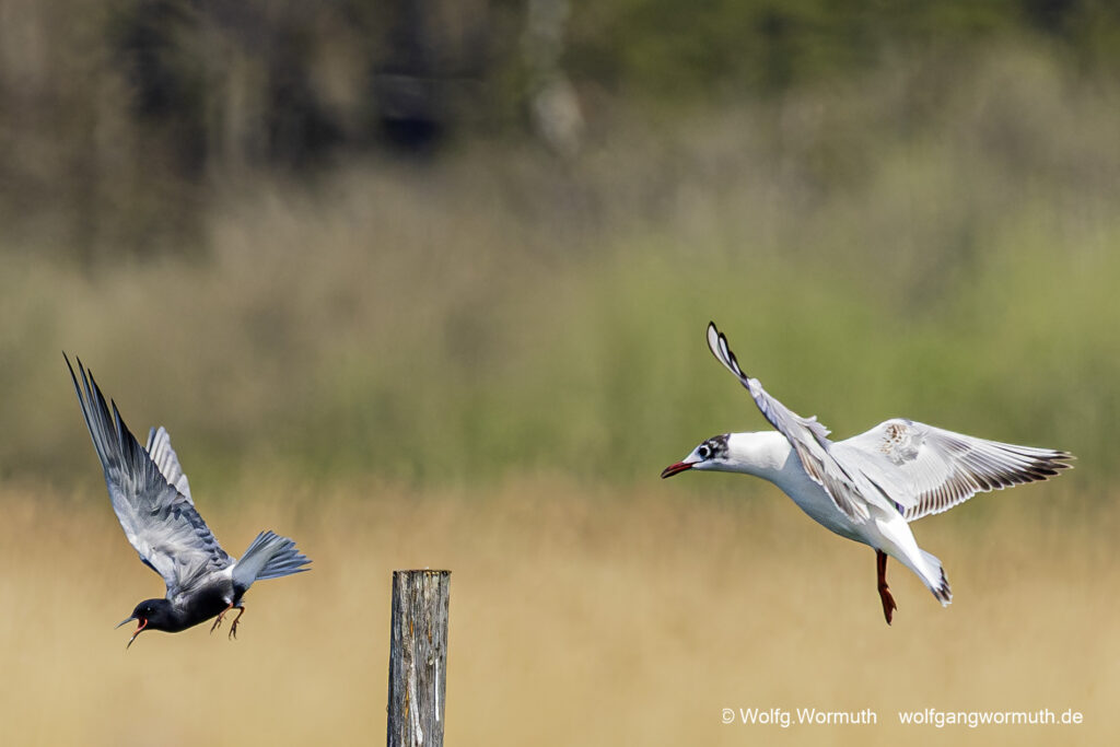 Trauerseeschwalbe wird von einer Lachmöwe verjagt. Fahrlander See, Brandenburg.