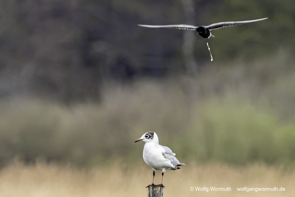 Trauerseeschwalbe verteidigt ihren Platz mit einem Schiss auf die Möwe. Fahrlander See, Brandenburg.