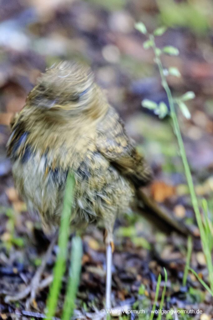 Wiesenpieper auf dem Boden. Schütteln mit dem Kopf. Lysefjord, Rogaland, Norwegen.