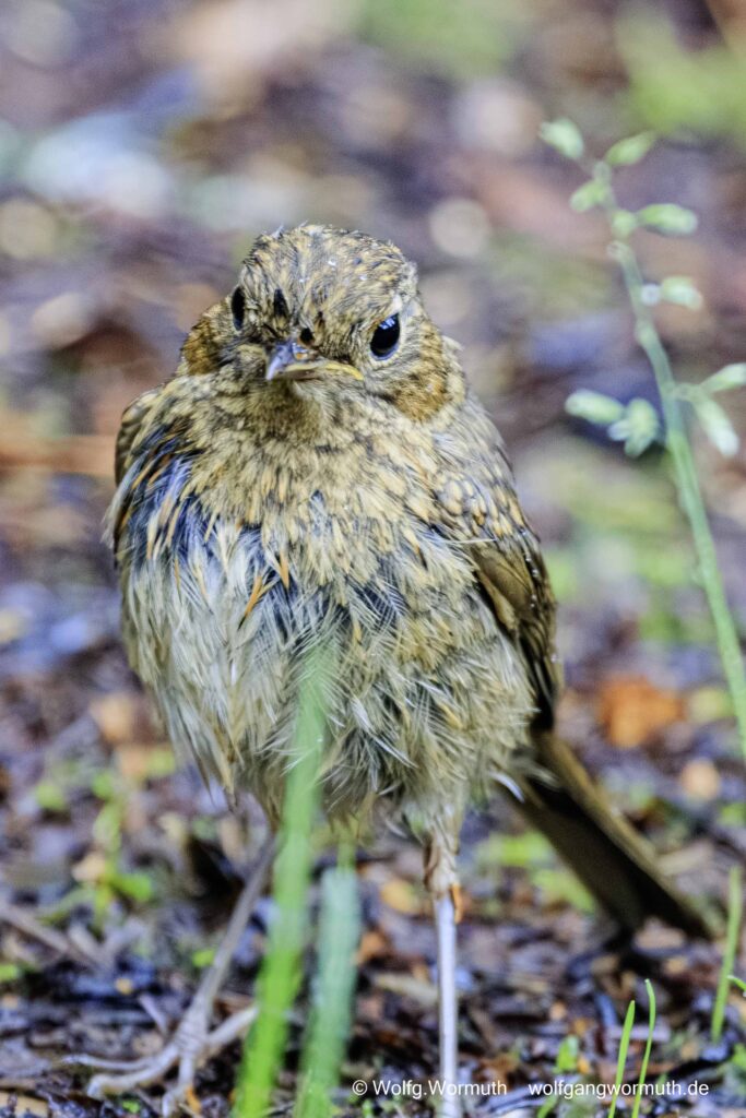Wiesenpieper auf dem Boden Lysefjord, Rogaland, Norwegen.