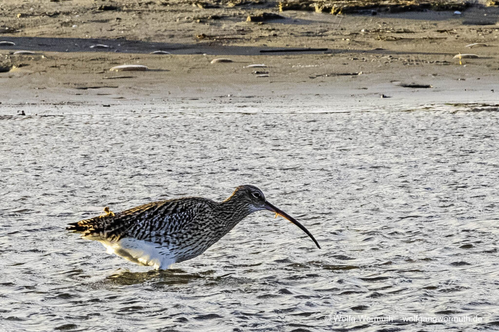Großer Brachvogel auf Futtersuche. Nothafen Darßer Ort Vorpommern Rügen Deutschland.