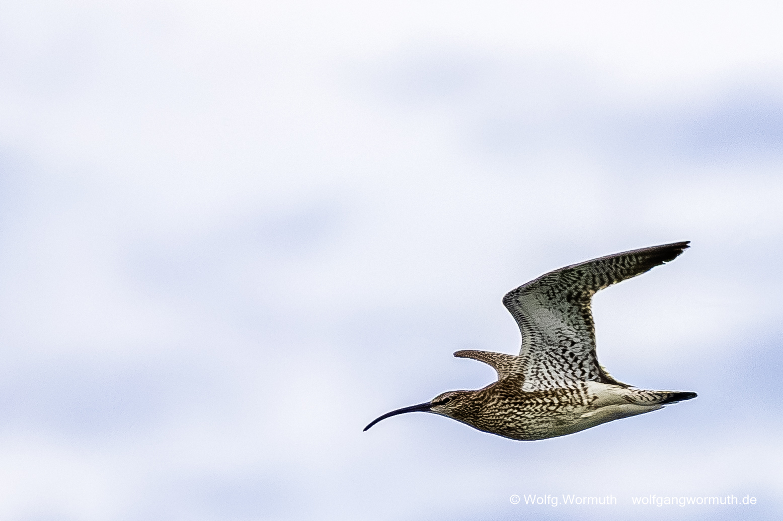 Großer Brachvogel im Flug von rechts nach links. Nothafen Darßer Ort Vorpommern Rügen Deutschland.