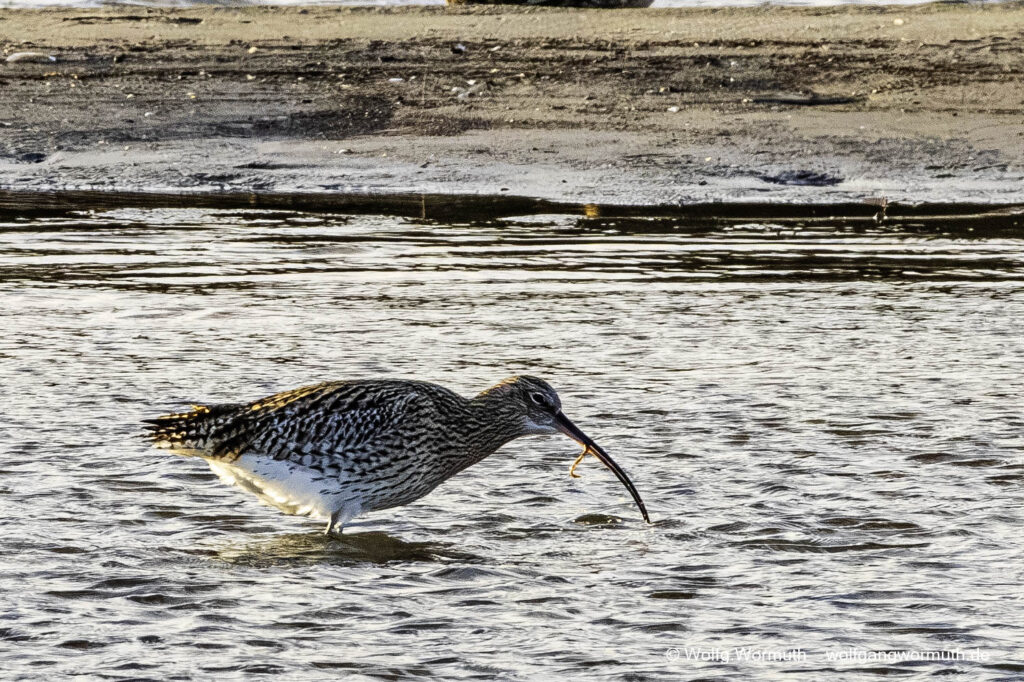Großer Brachvogel mit Futter im Schnabel. Nothafen Darßer Ort Vorpommern Rügen Deutschland.