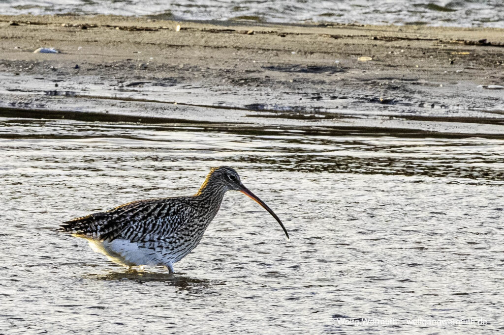 Großer Brachvogel auf Futtersuche. Nothafen Darßer Ort Vorpommern Rügen Deutschland.