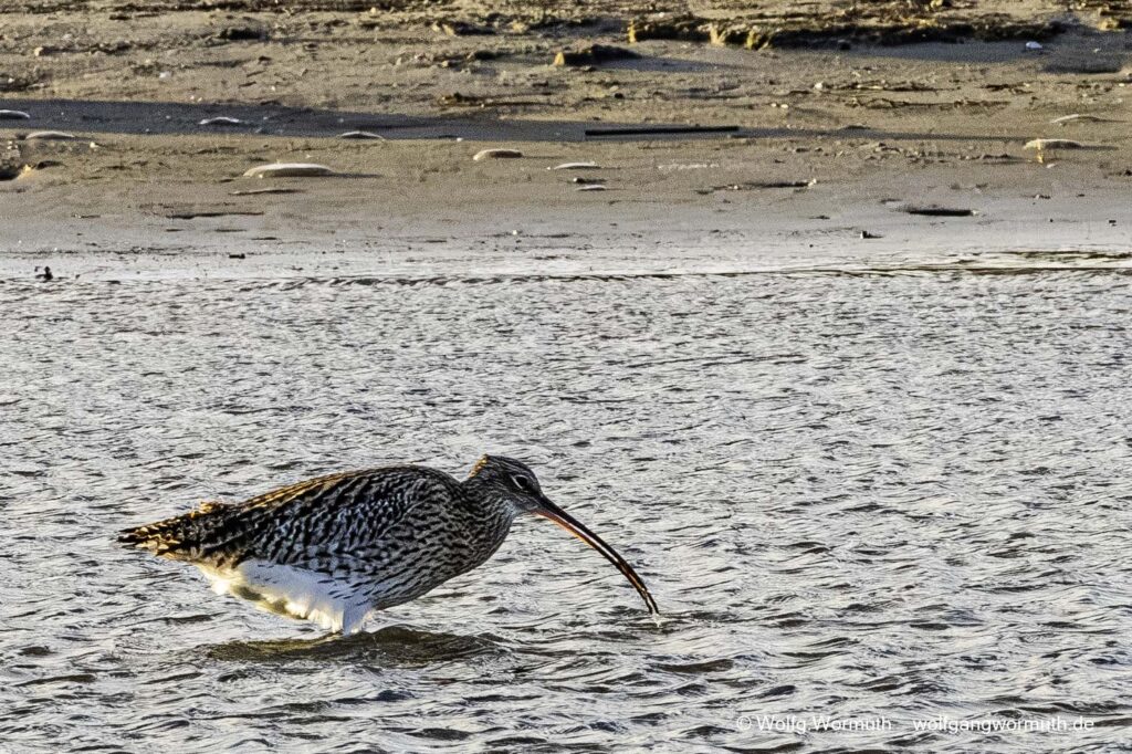 Großer Brachvogel mit Futter im Schnabel. Nothafen Darßer Ort Vorpommern Rügen Deutschland.
