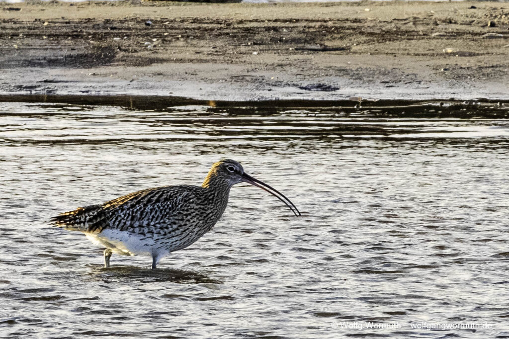 Großer Brachvogel mit Futter im Schnabel. Nothafen Darßer Ort Vorpommern Rügen Deutschland.