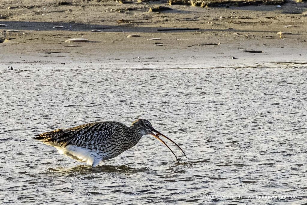 Großer Brachvogel mit Futter im Schnabel. Nothafen Darßer Ort Vorpommern Rügen Deutschland.
