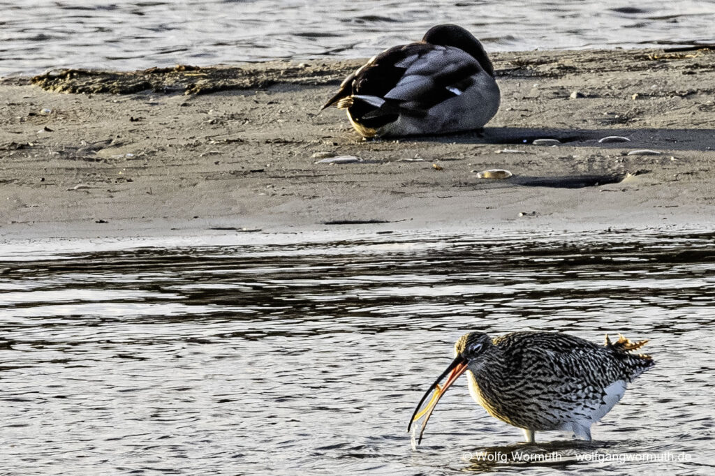 Großer Brachvogel mit Futter im Schnabel. Nothafen Darßer Ort Vorpommern Rügen Deutschland.