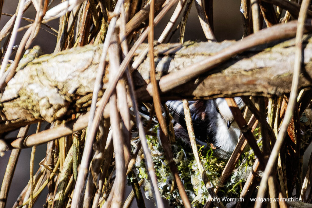 Schwanzmeise beim Nestbau in der Döberitzer Heide. Brandenburg Deutschland. Schwanzmeisen Nest.