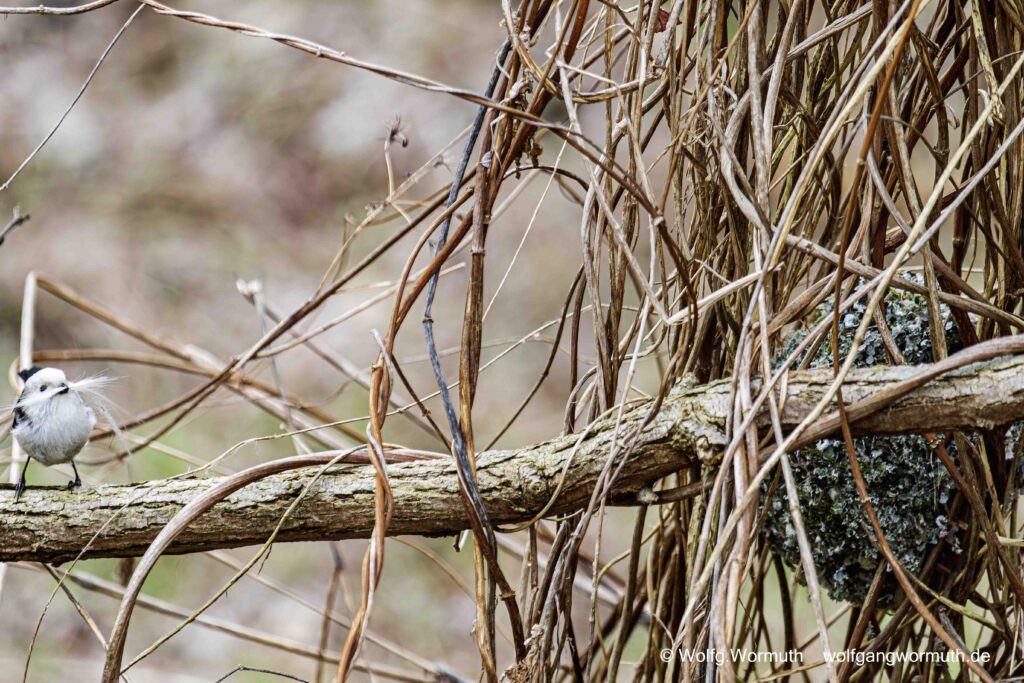 Schwanzmeise beim Nestbau in der Döberitzer Heide. Brandenburg Deutschland. Schwanzmeisen Nest.