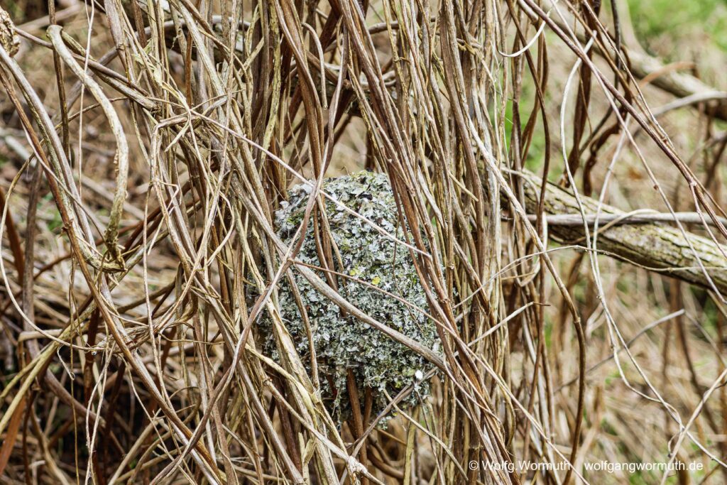 Schwanzmeise beim Nestbau in der Döberitzer Heide. Brandenburg Deutschland. Schwanzmeisen Nest.