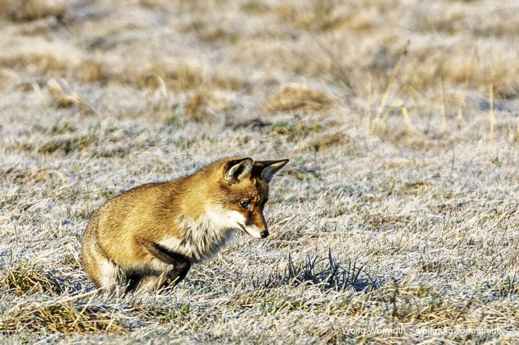 Rotfuchs auf der Jagt. Suche nach Beute im Winter am Fahrlander See.