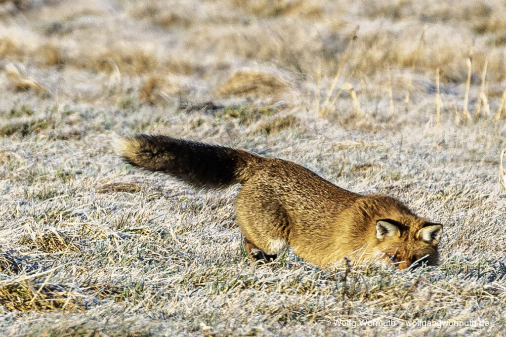 Rotfuchs auf der Jagt. Suche nach Beute im Winter am Fahrlander See.