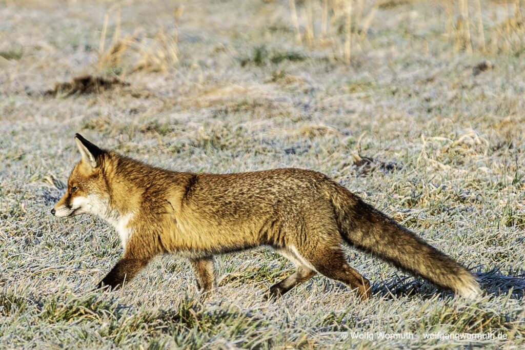 Rotfuchs auf der Jagt. Suche nach Beute im Winter am Fahrlander See.