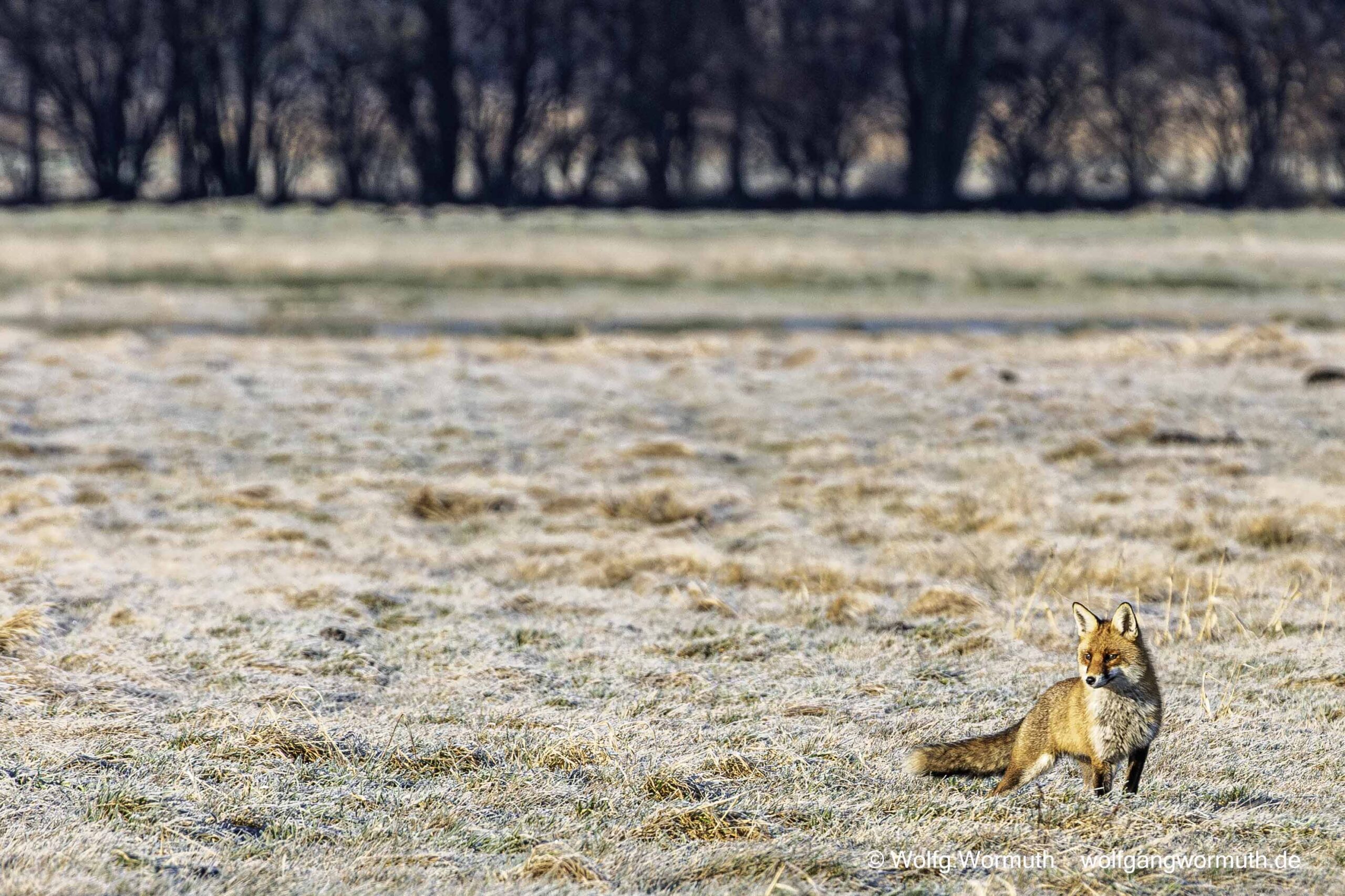Rotfuchs auf der Jagt. Suche nach Beute im Winter am Fahrlander See.