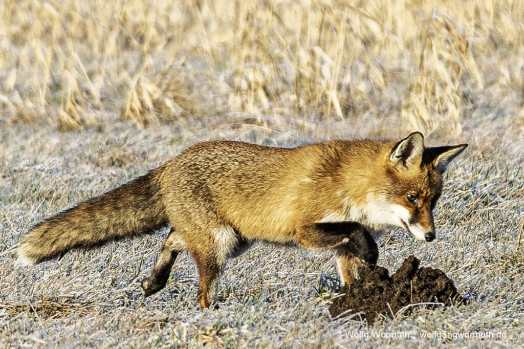 Rotfuchs auf der Jagt. Suche nach Beute im Winter am Fahrlander See.