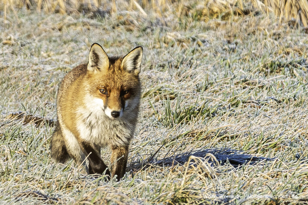 Rotfuchs auf der Jagt. Suche nach Beute im Winter am Fahrlander See.