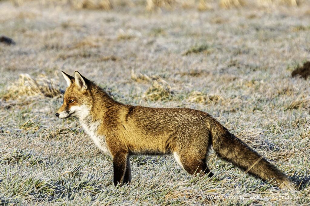 Rotfuchs auf der Jagt. Suche nach Beute im Winter am Fahrlander See.