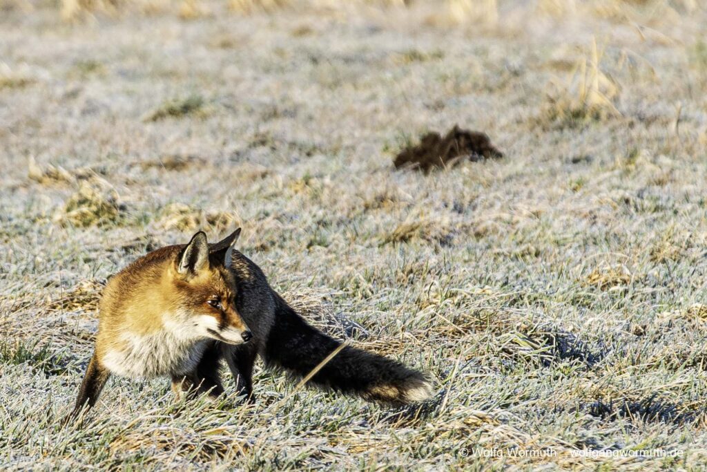 Rotfuchs auf der Jagt. Suche nach Beute im Winter am Fahrlander See.