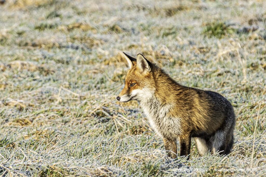 Rotfuchs auf der Jagt. Suche nach Beute im Winter am Fahrlander See.