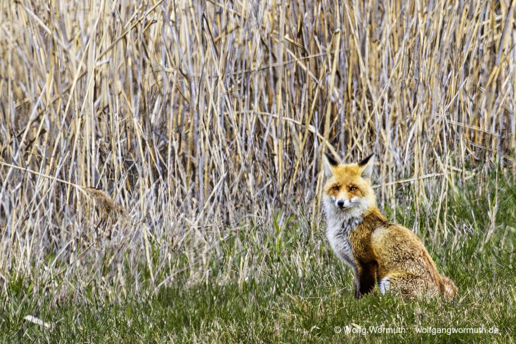 Fuchs im Elbdeichvorland Havelmündung sitzend mit Blick in die Kamera. Brandenburg.