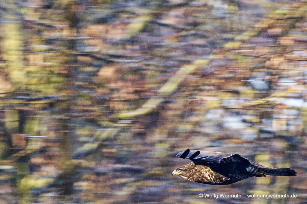 Mäusebussard Mitzieher-Aufnahme. Mäusebussard beim fliegen mitgezogen. Groß Glienicke Brandenburg.