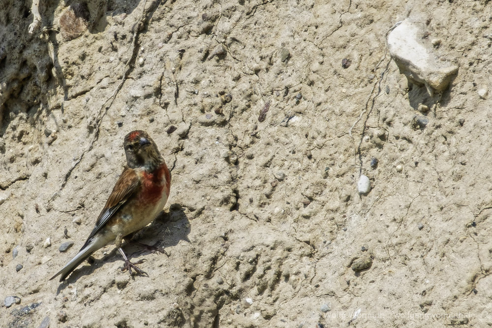 Bluthänfling an der Steilküste in Dänemark.
