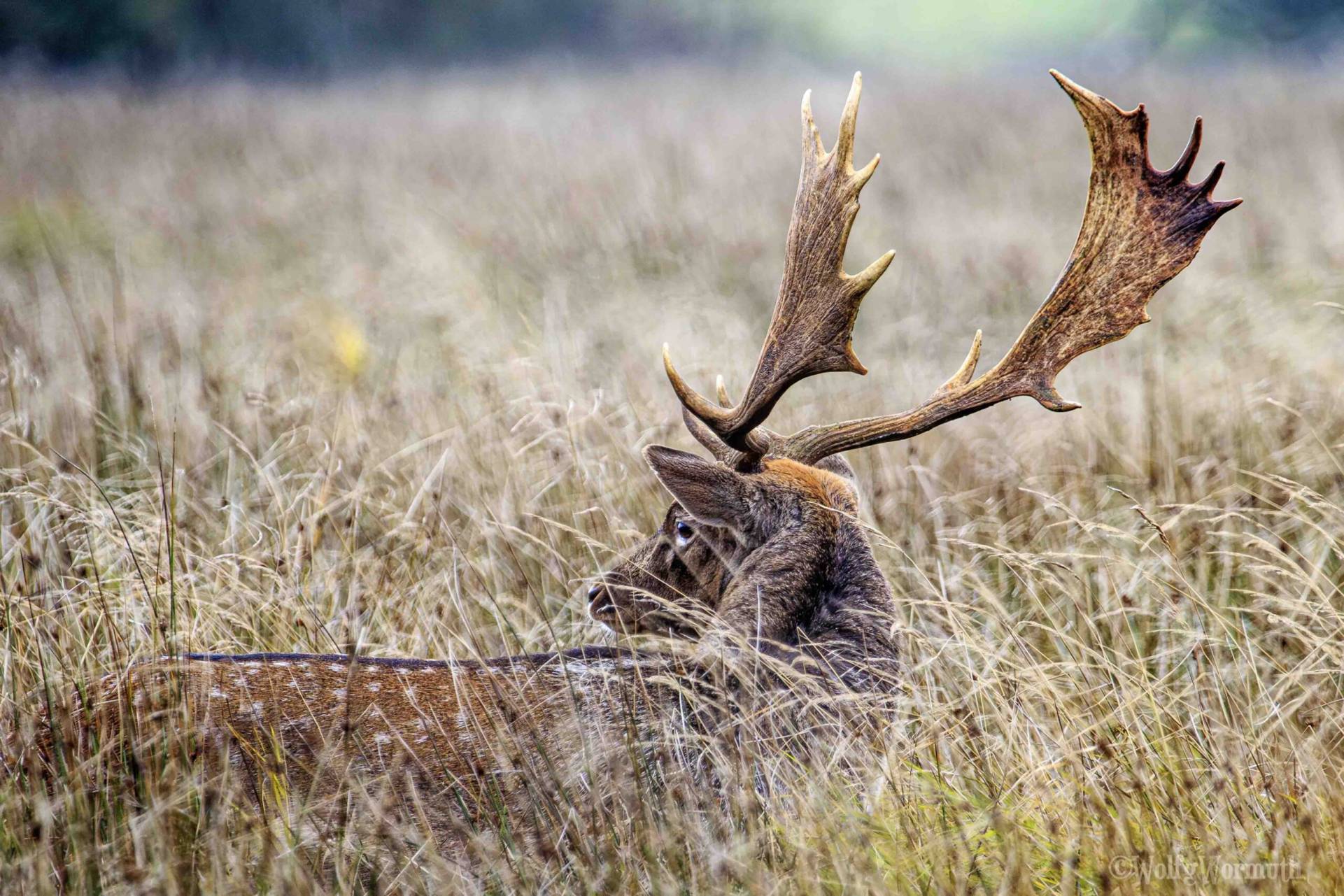 Damhirsch auf der Wiese.
